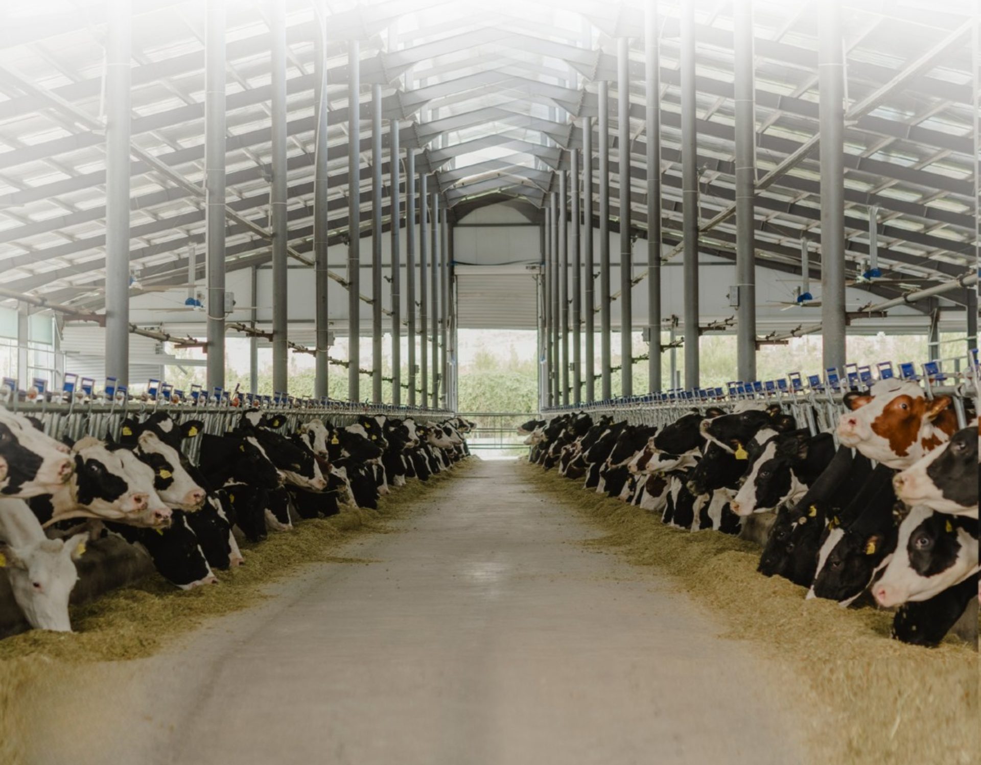Dairy Factory